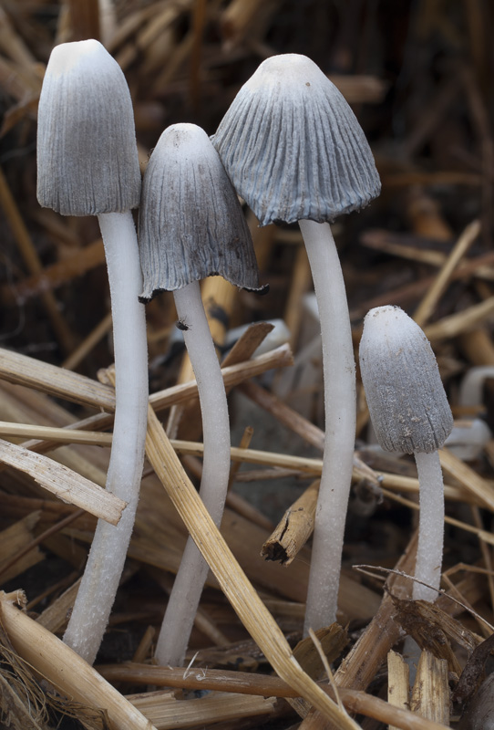 Coprinopsis cothurnata